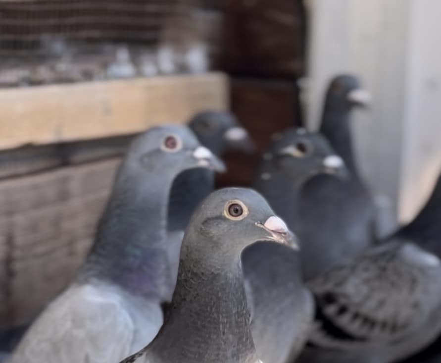 Duivensport: Een tijdloze passie die generaties verbindt